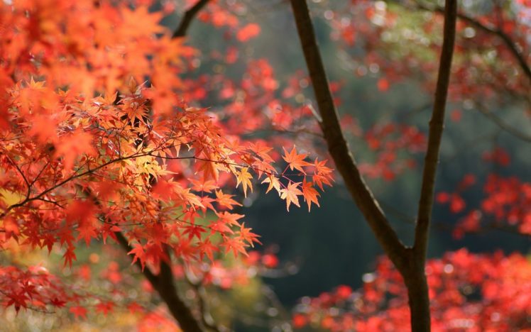 japan, Autumn, Leaves HD Wallpaper Desktop Background