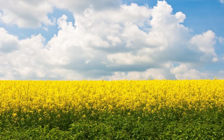 flowers, Fields, Yellow, Field, Yellow, Flowers HD Wallpaper Desktop Background