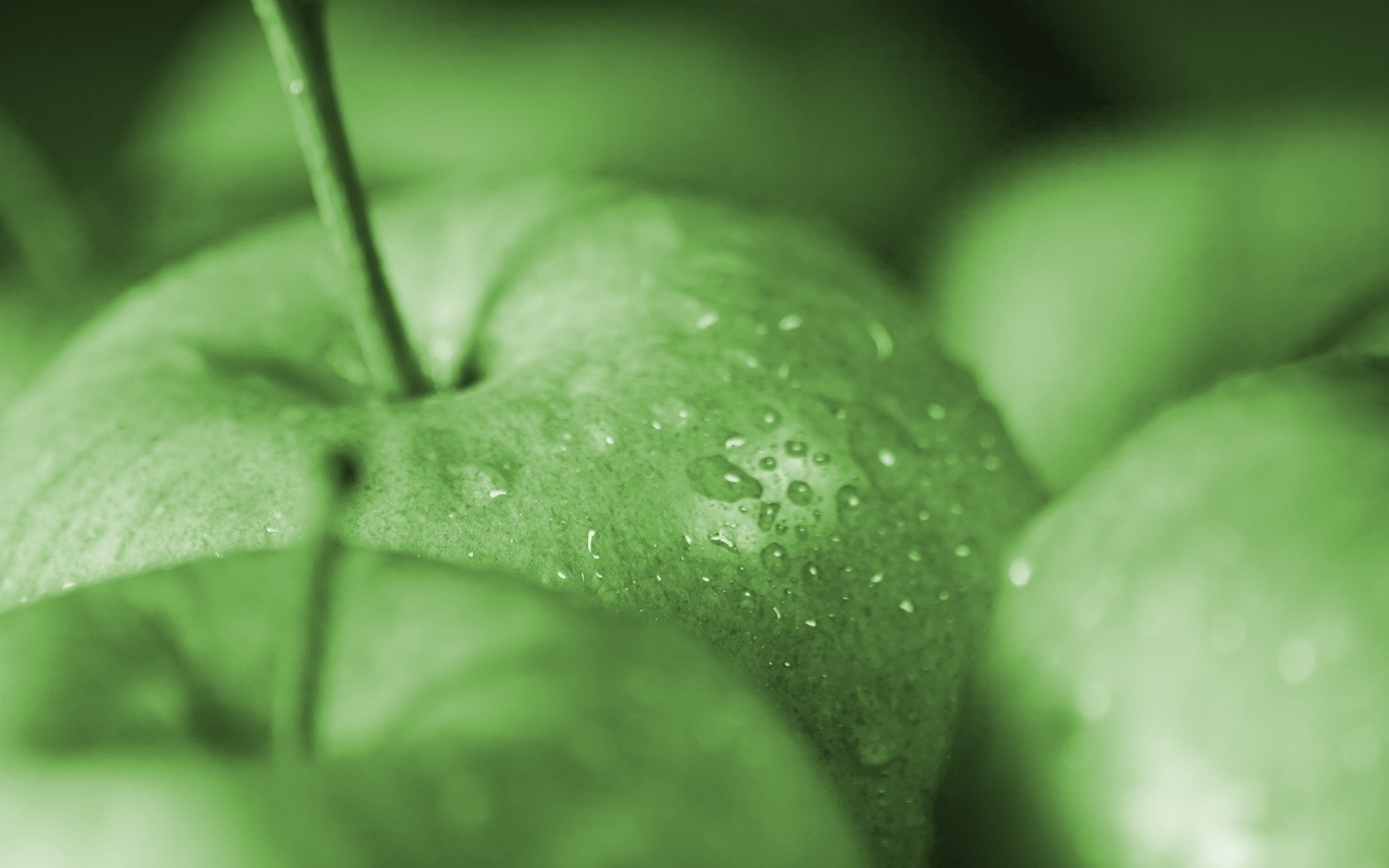 fruits, Water, Drops, Macro, Apples Wallpaper