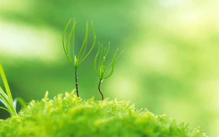 green, Nature, Plants, Macro, Depth, Of, Field HD Wallpaper Desktop Background