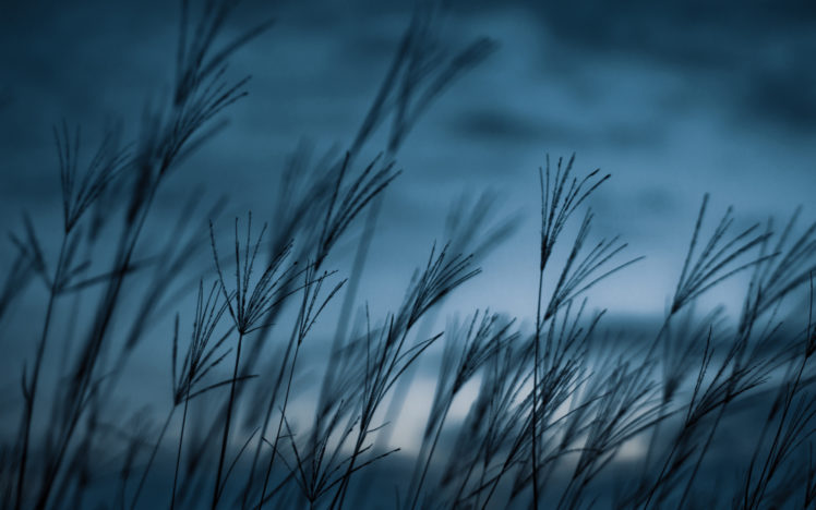 nature, Fields, Monochrome HD Wallpaper Desktop Background