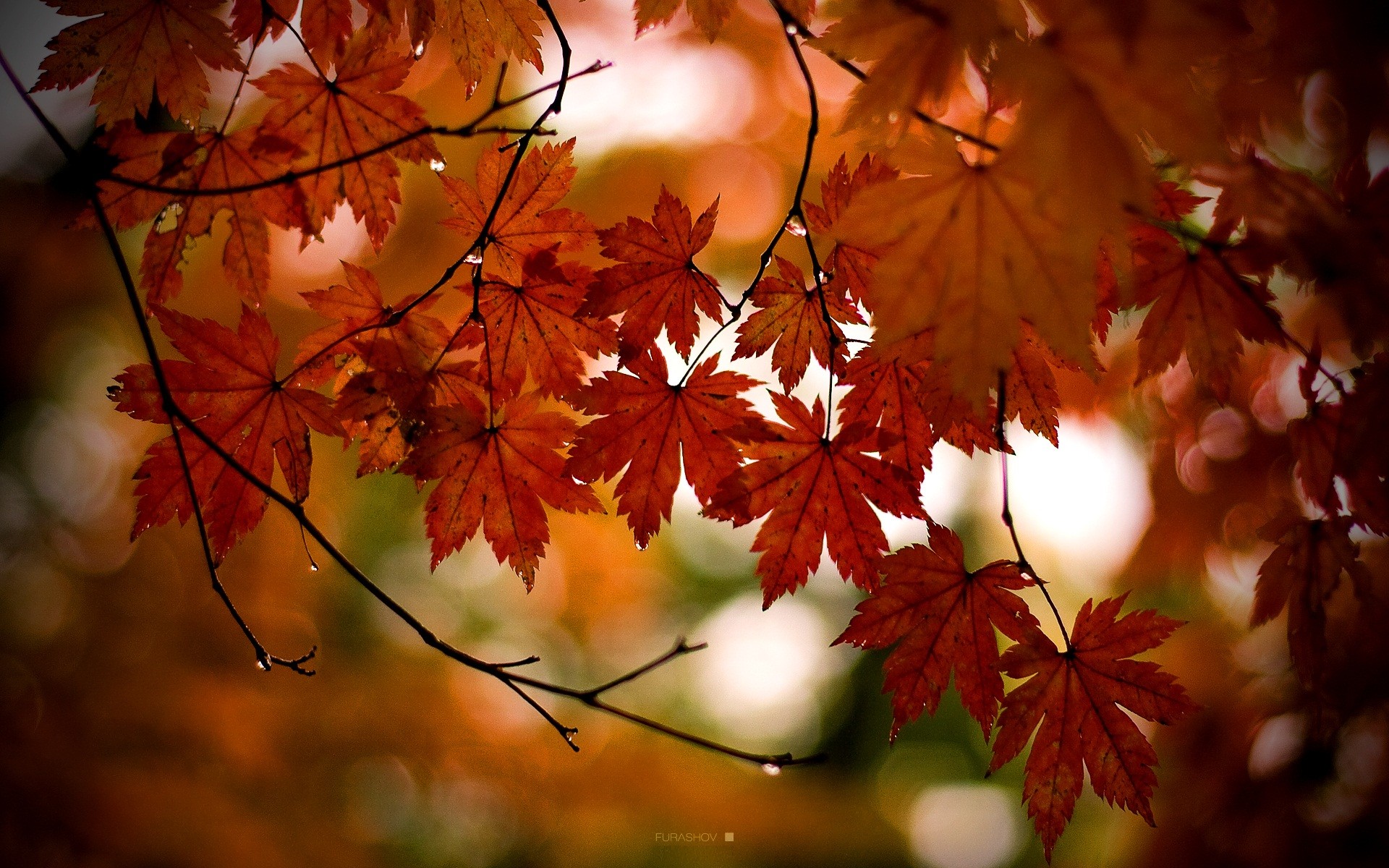 landscapes, Nature, Autumn, Leaves Wallpaper