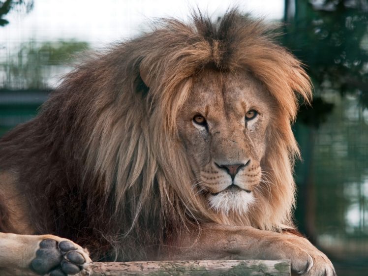 animals, Majestic, Lions HD Wallpaper Desktop Background