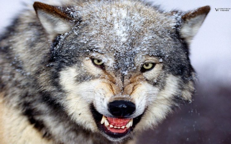 animals, Savage, Wolves HD Wallpaper Desktop Background