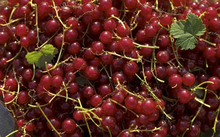 fruits, Grapes, Berries HD Wallpaper Desktop Background