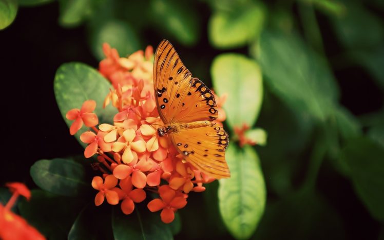 nature, Flowers, Butterfly, Orange, Insects, Depth, Of, Field HD Wallpaper Desktop Background
