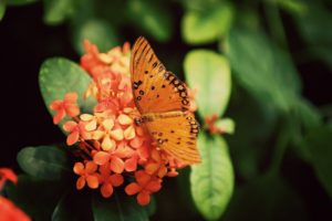 nature, Flowers, Butterfly, Orange, Insects, Depth, Of, Field