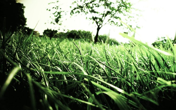 green, Nature, Trees, Grass, Macro, Depth, Of, Field HD Wallpaper Desktop Background