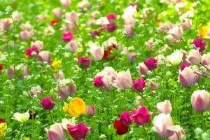nature, Multicolor, Flowers, Fields, Summer