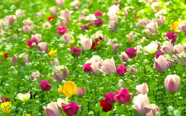 nature, Multicolor, Flowers, Fields, Summer HD Wallpaper Desktop Background
