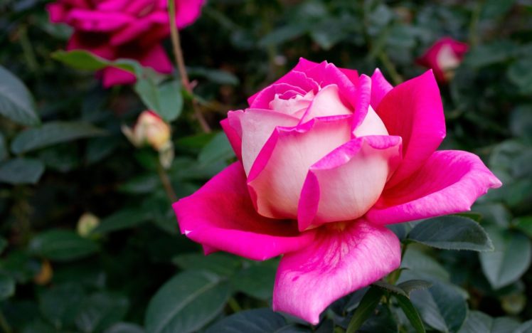flowers, Roses, Pink, Roses HD Wallpaper Desktop Background