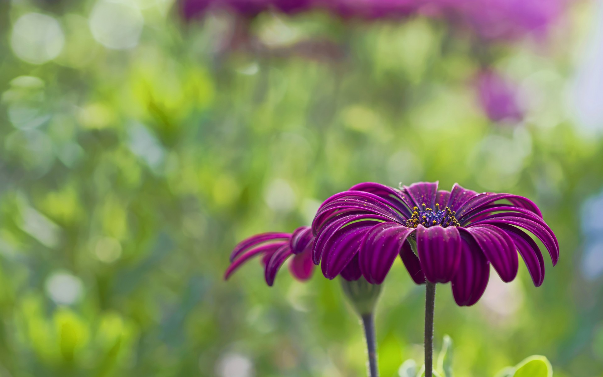 nature, Flower, Garden, Wild, Drop, Macro, Cosmos, Pink, Hd, Wallpaper Wallpaper
