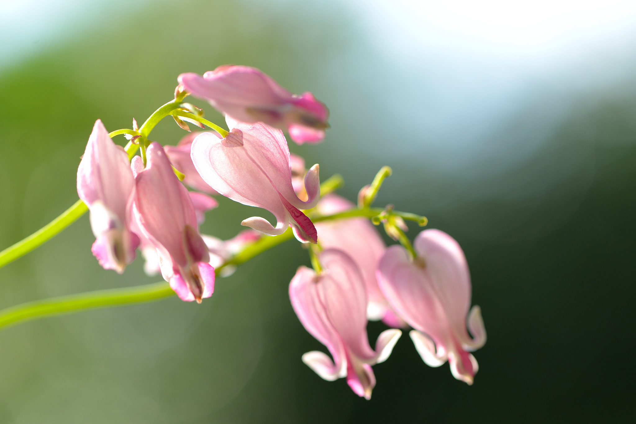 nature, Flower, Garden, Wild, Drop, Macro, Cosmos, Pink, Hd, Wallpaper Wallpaper