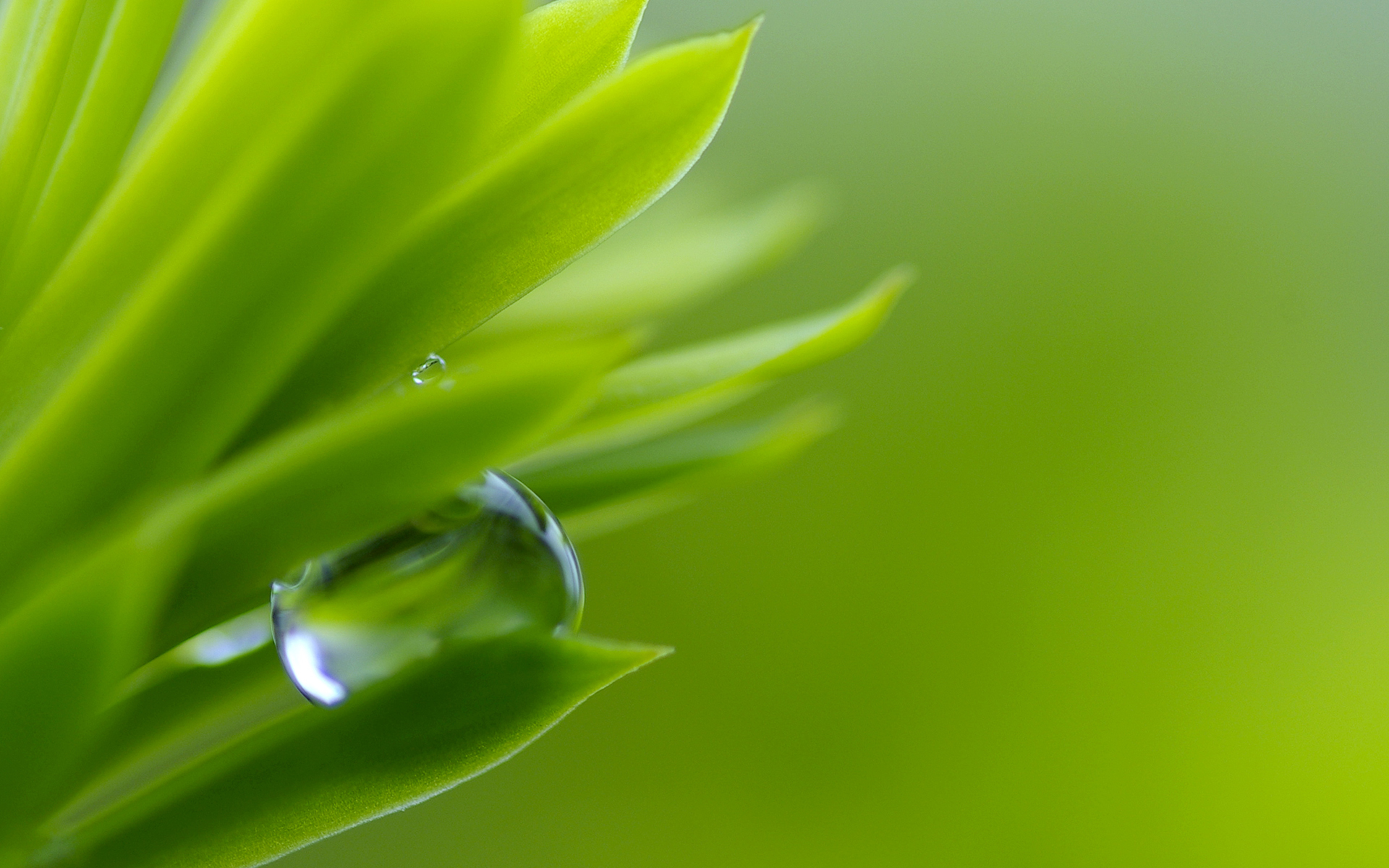 nature, Grass, Morning, Background, Wild, Drop, Macro, Green, Hd, Wallpaper  Wallpapers HD / Desktop and Mobile Backgrounds