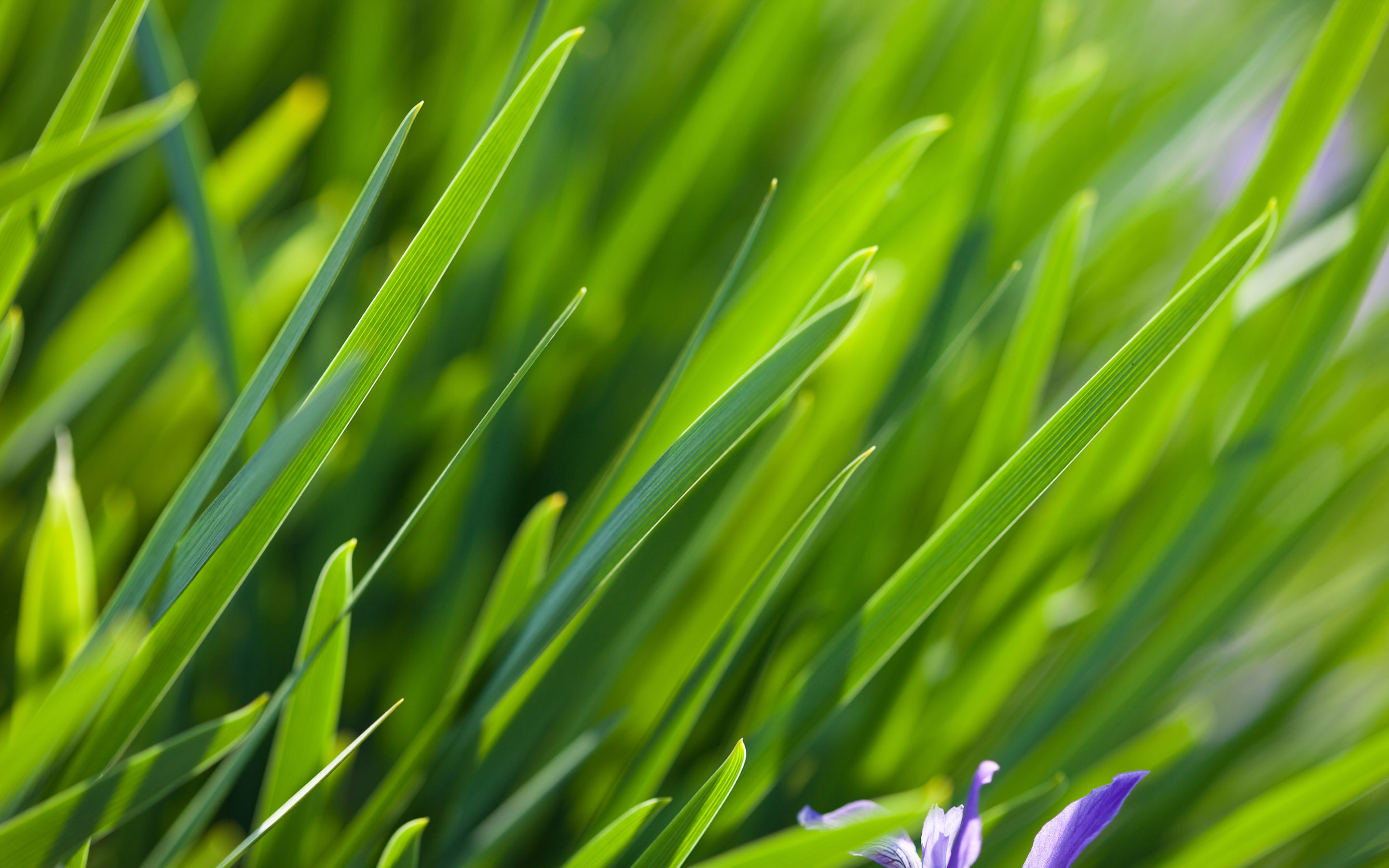 nature, Grass, Morning, Background, Wild, Drop, Macro, Green, Hd, Wallpaper Wallpaper