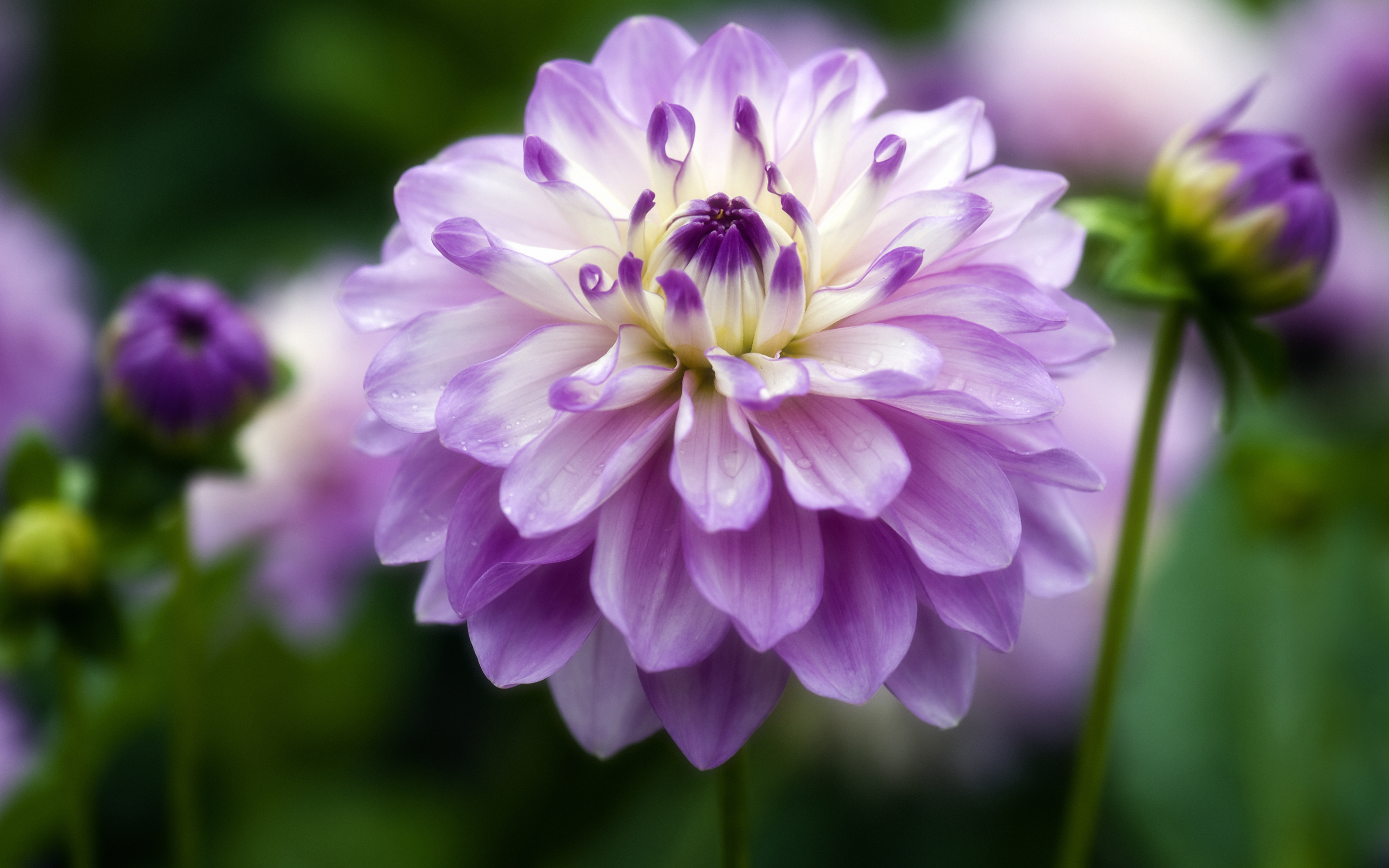 nature, Flower, Garden, Wild, Drop, Macro, Cosmos, Pink, Hd, Wallpaper Wallpaper