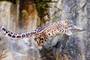 nature, Flying, Animals, Jumping, Snow, Leopards, Wild, Animals