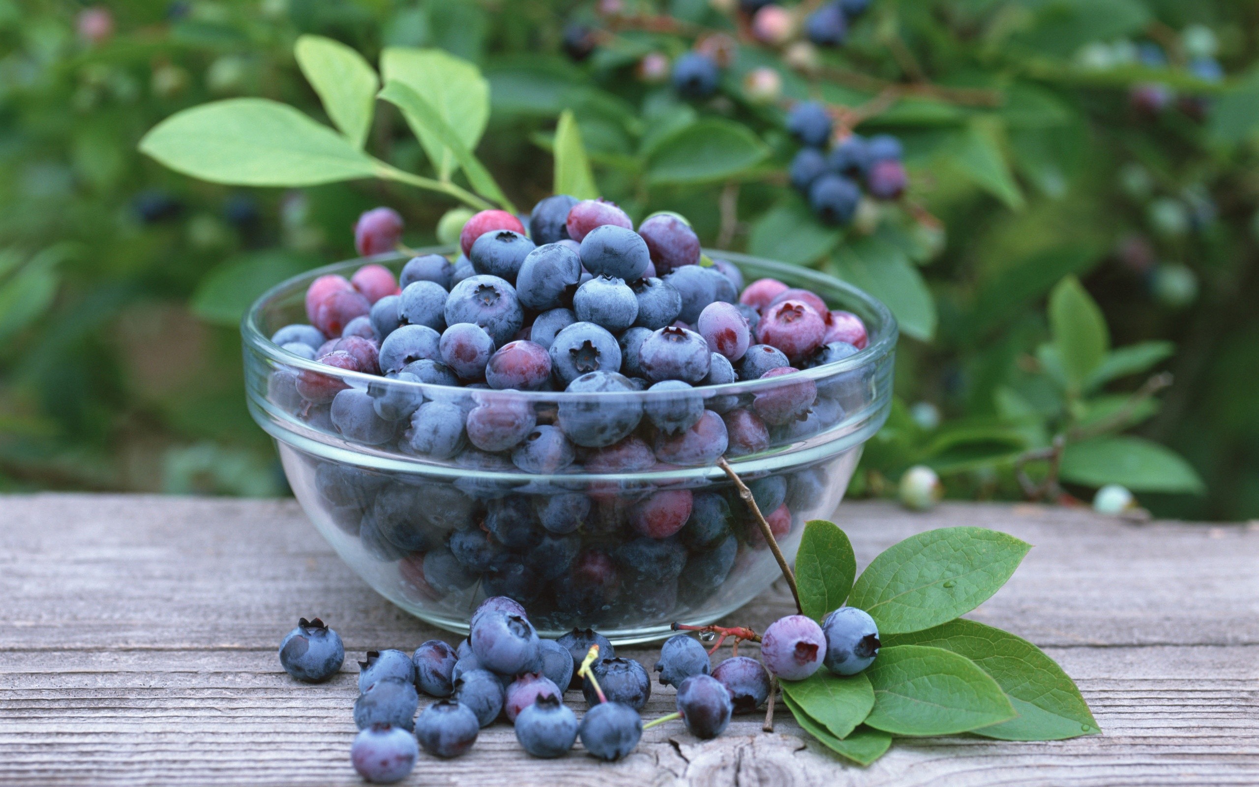 fruits, Berries, Blueberries Wallpaper