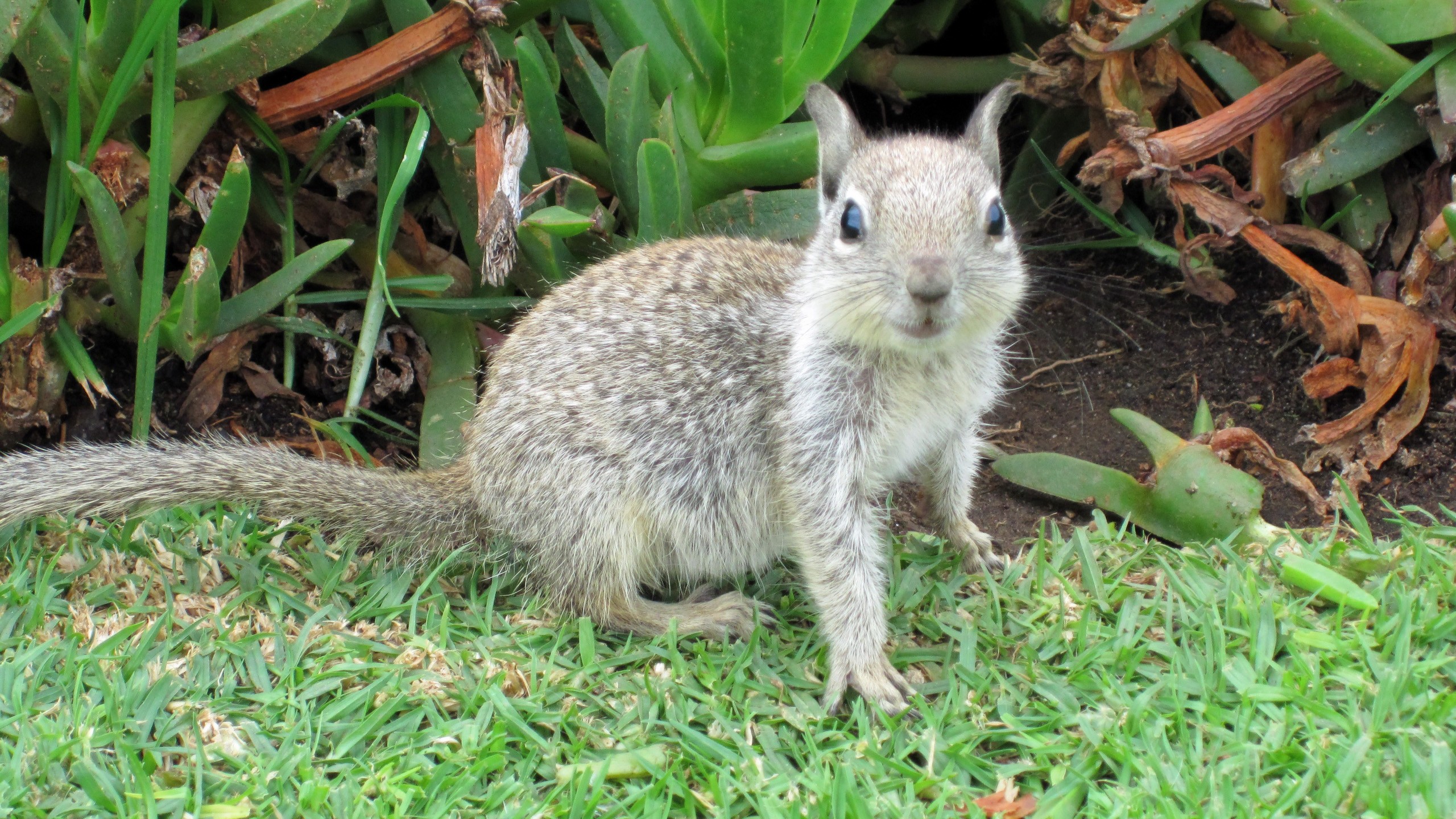 animals, Grass, Squirrels Wallpaper