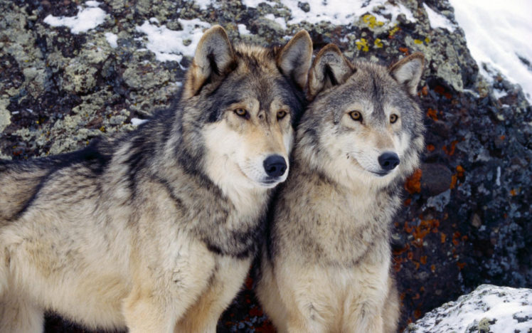 winter,  season , Animals, Wolves HD Wallpaper Desktop Background