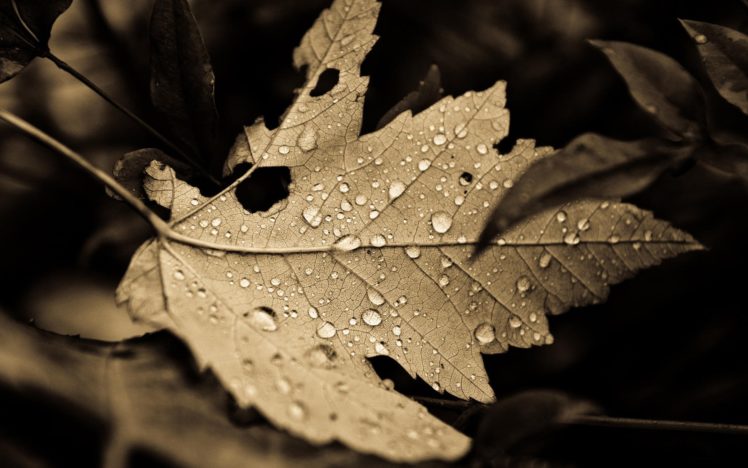nature, Leaves, Plants, Sepia, Monochrome, Fallen, Leaves HD Wallpaper Desktop Background