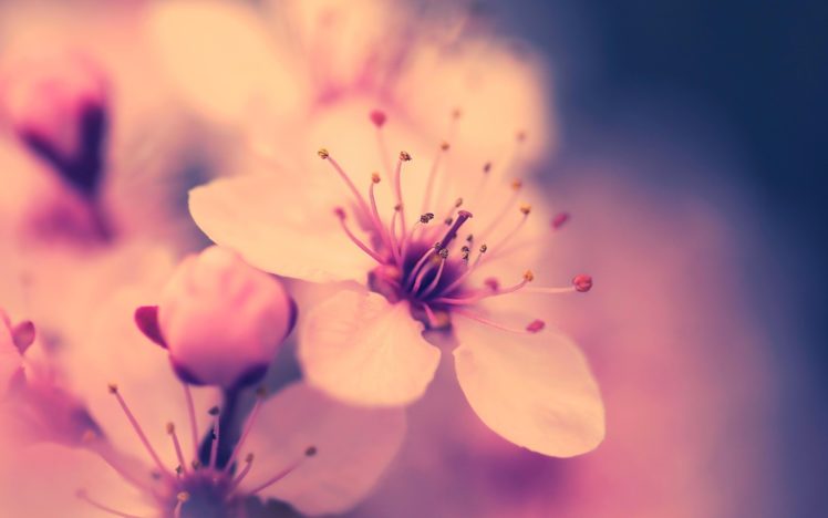 nature, Flowers, Macro, Pink HD Wallpaper Desktop Background