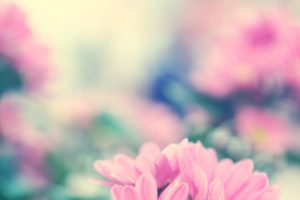 nature, Pink, Flowers, Macro