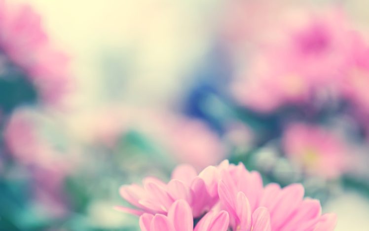 nature, Pink, Flowers, Macro HD Wallpaper Desktop Background