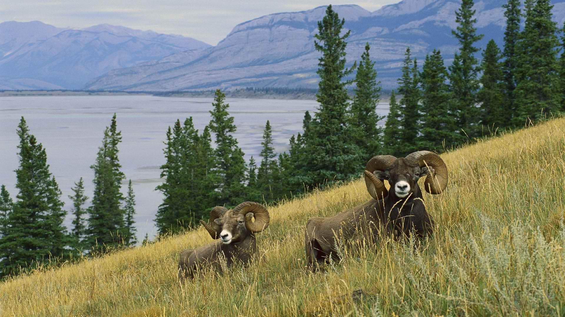 north, Sheep Wallpaper