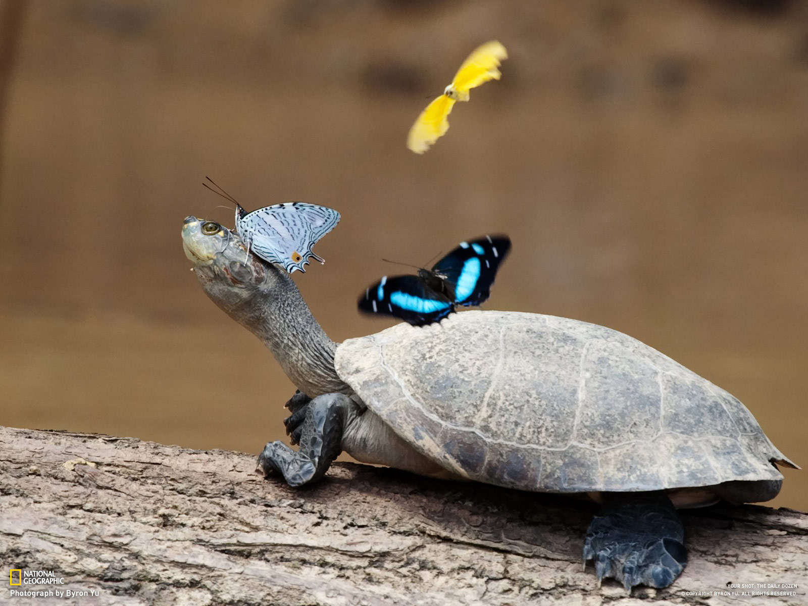 turtles, Reptiles, Butterflies Wallpaper