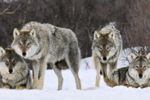 animals, Gray, Norway, Wolves
