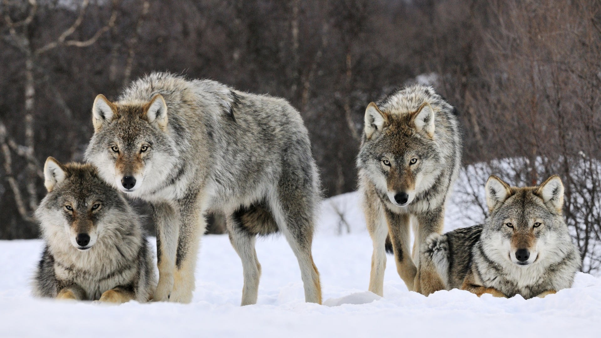 animals, Gray, Norway, Wolves Wallpaper