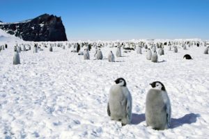 penguins, Happy, Feet, Emperor, Antarctica