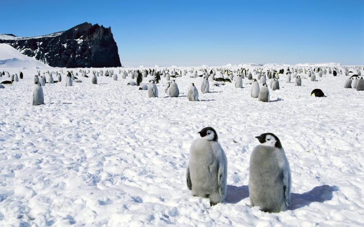 penguins, Happy, Feet, Emperor, Antarctica HD Wallpaper Desktop Background