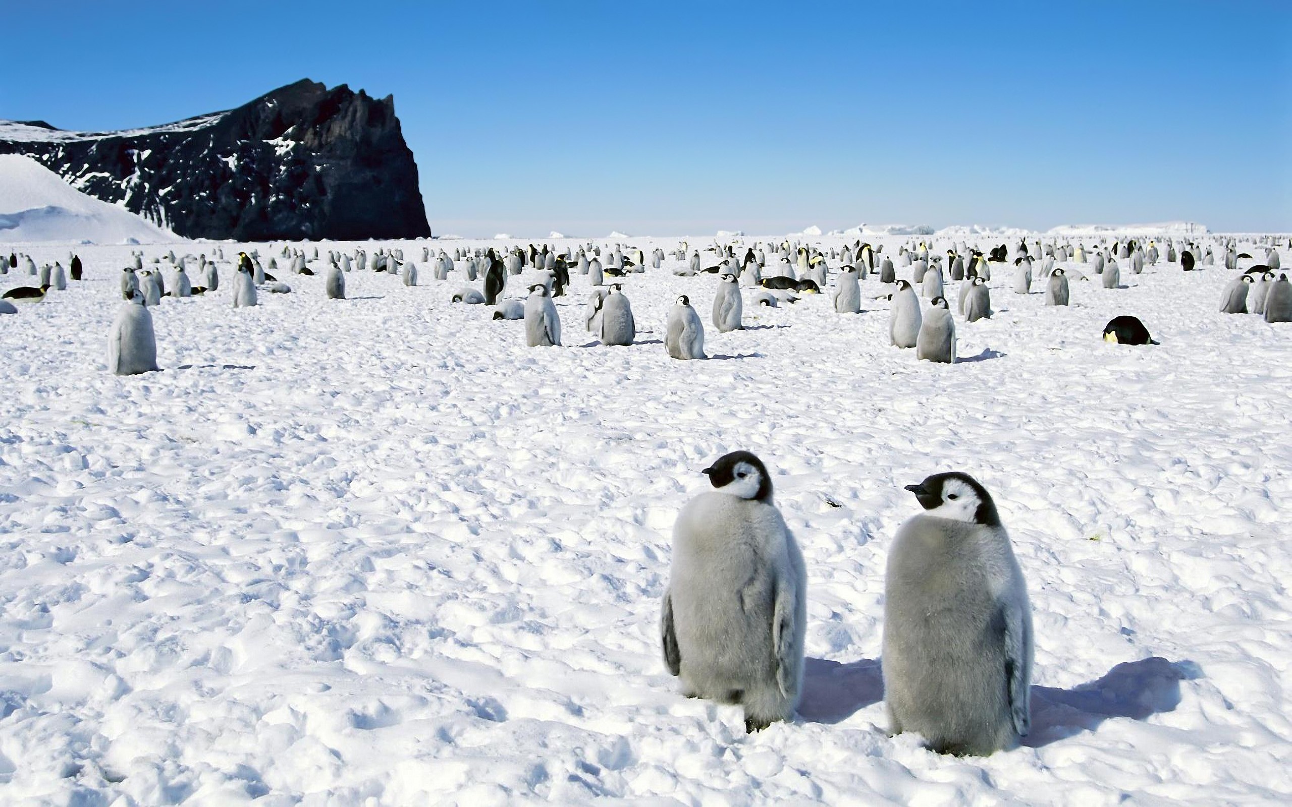 penguins, Happy, Feet, Emperor, Antarctica Wallpaper