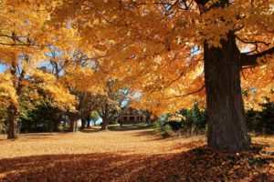 autumn, Park, House, Trees, Landscape