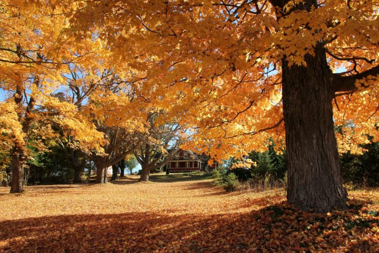 autumn, Park, House, Trees, Landscape HD Wallpaper Desktop Background