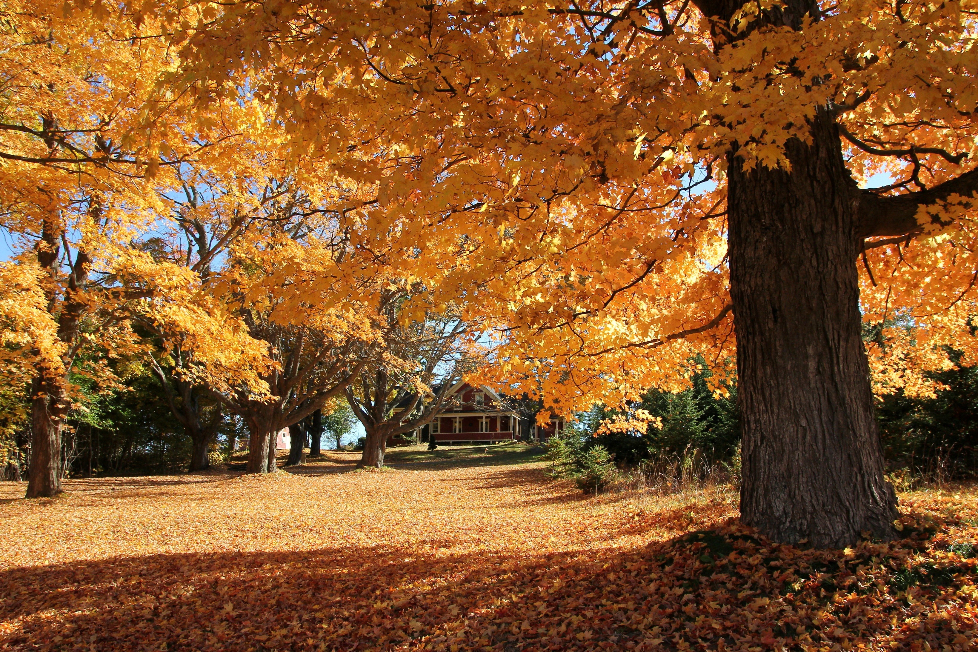 autumn, Park, House, Trees, Landscape Wallpaper