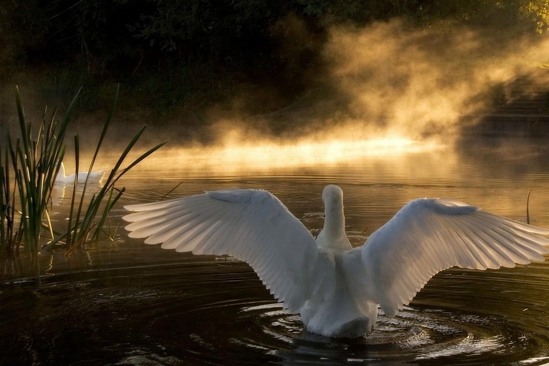 bird, Swan, Wings, Lake, Fog Wallpaper