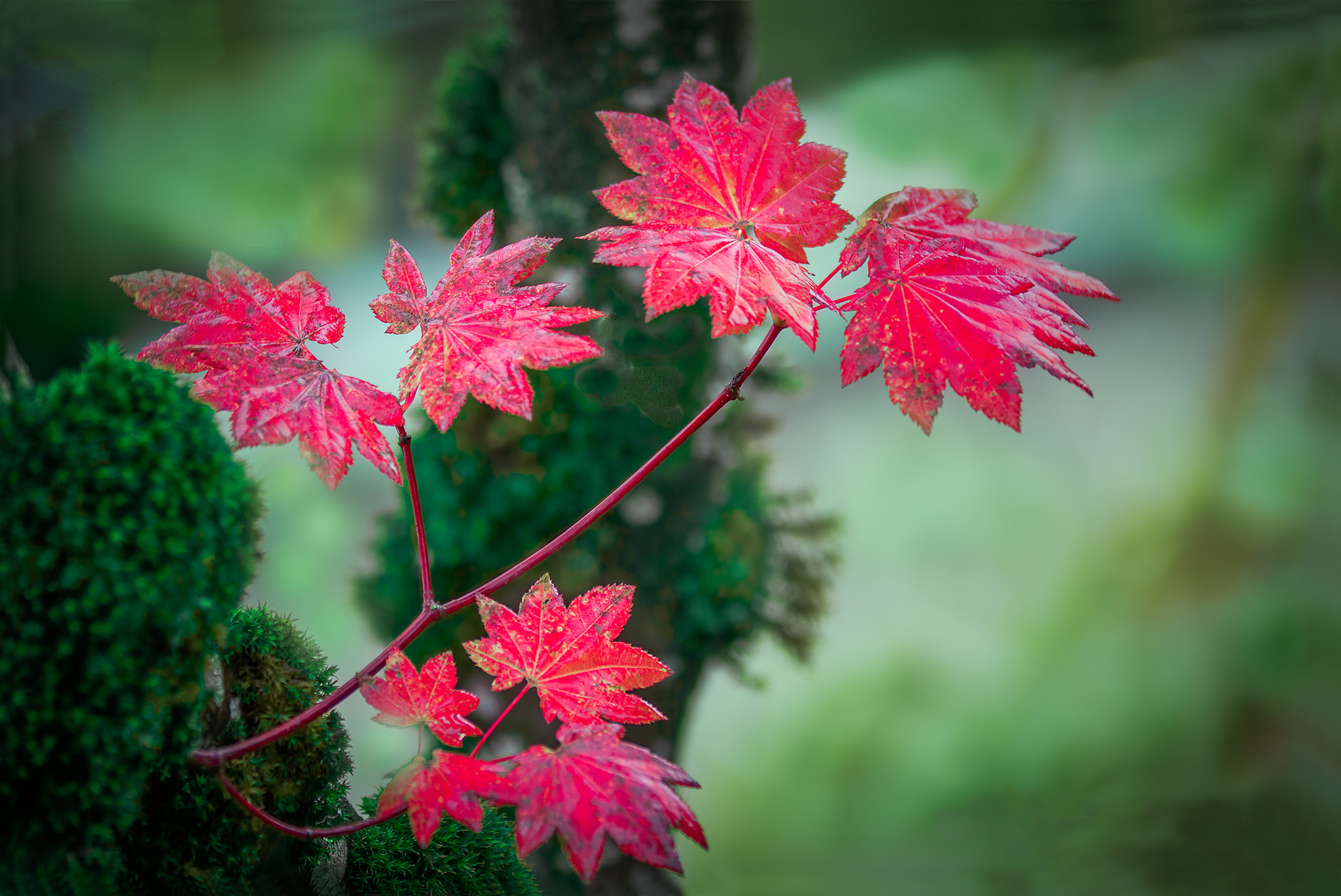 bokeh, Branch, Leaves, Red, Autumn, Background Wallpaper