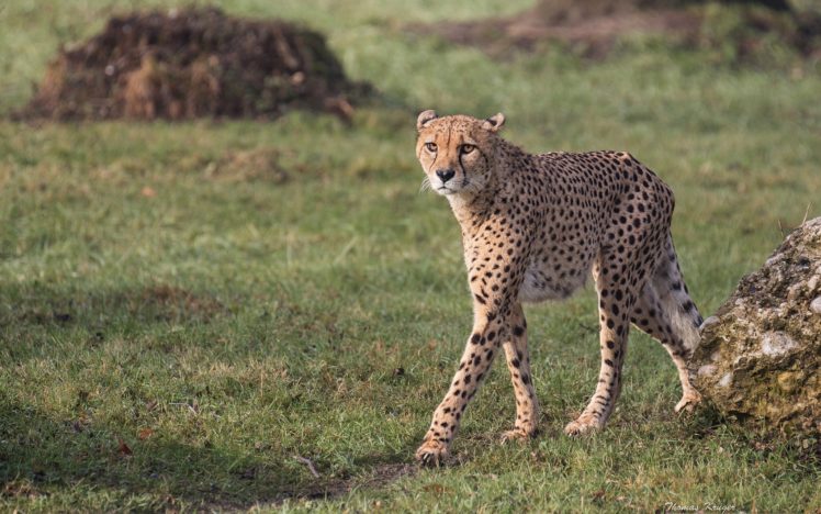 cheetah, Wild, Cat, Predator HD Wallpaper Desktop Background