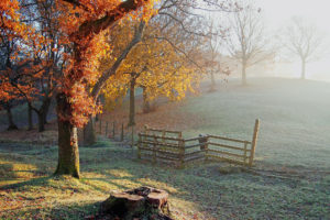 hill, Trees, Fence, Stump, Frost, Frost, Autumn