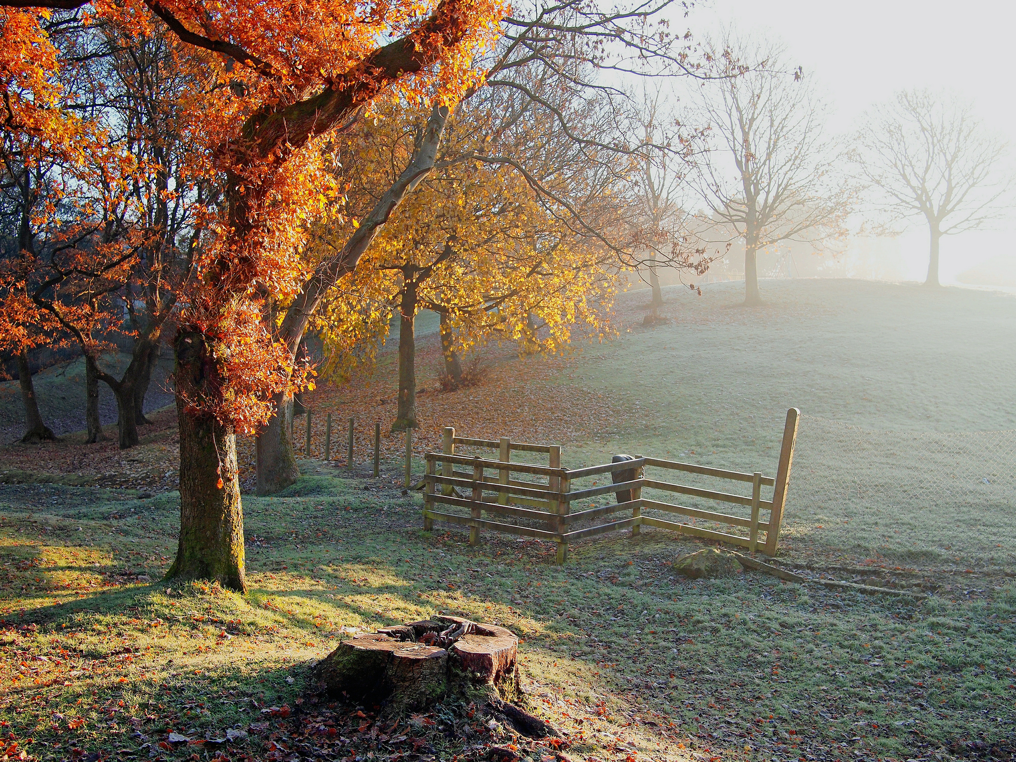 hill, Trees, Fence, Stump, Frost, Frost, Autumn Wallpaper