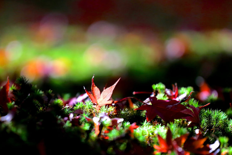 leaves, Autumn, Maple, Fallen, Bokeh HD Wallpaper Desktop Background