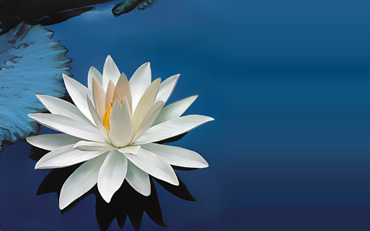 lily, Flower, Petals, Water HD Wallpaper Desktop Background
