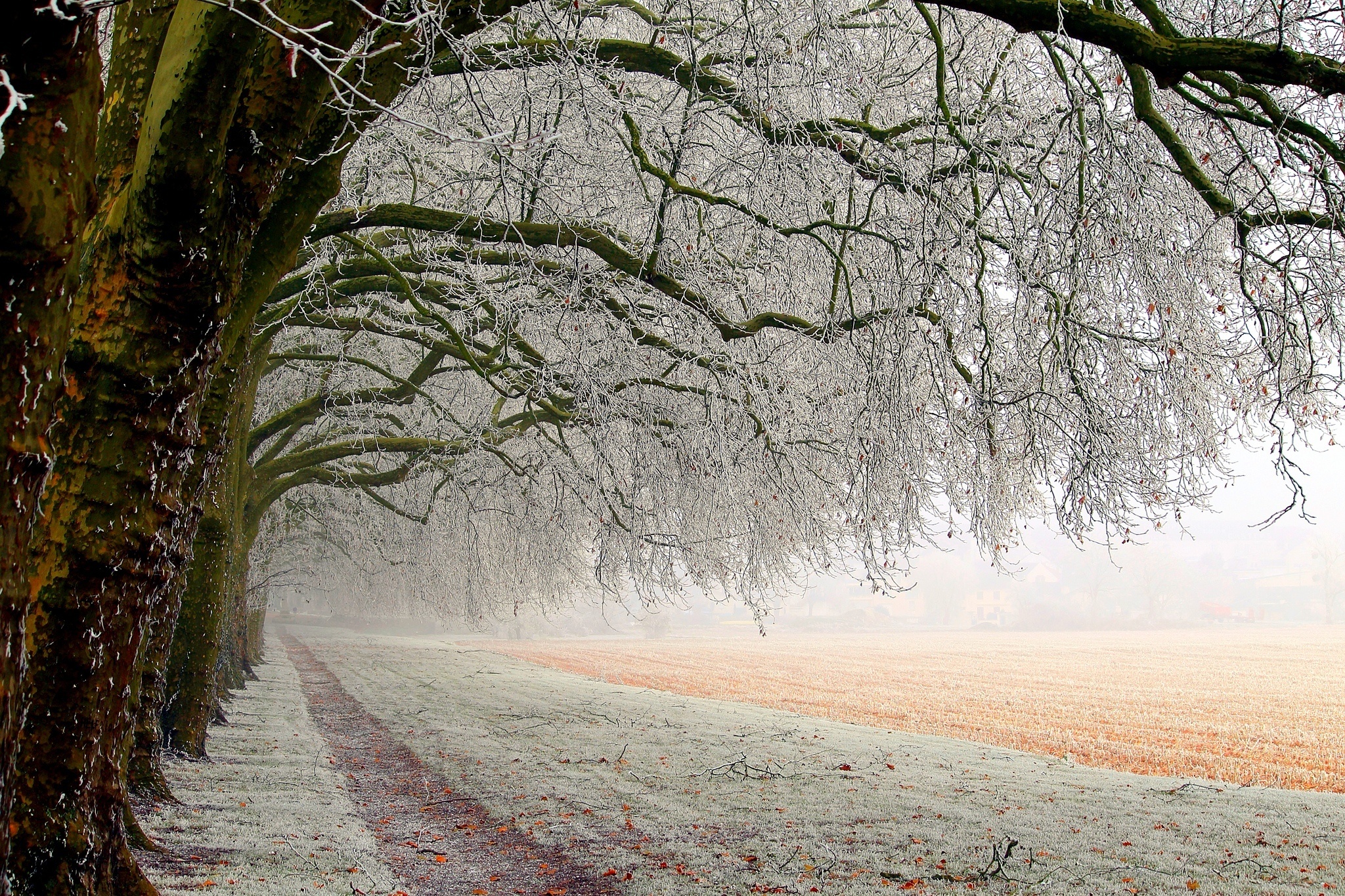 nature, Frost, Branches, Field, Forest Wallpaper