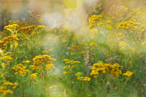 summer, Tansy, Yellow, Field, Grass, Flowers