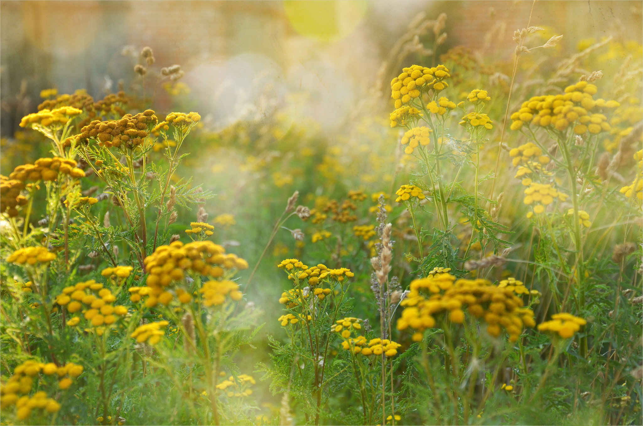 summer, Tansy, Yellow, Field, Grass, Flowers Wallpaper
