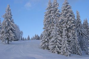 winter, Trees, Road, Landscape