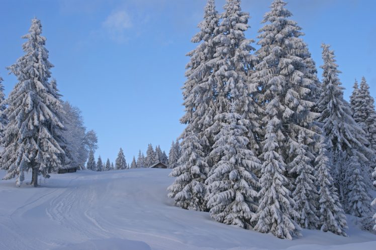 winter, Trees, Road, Landscape HD Wallpaper Desktop Background